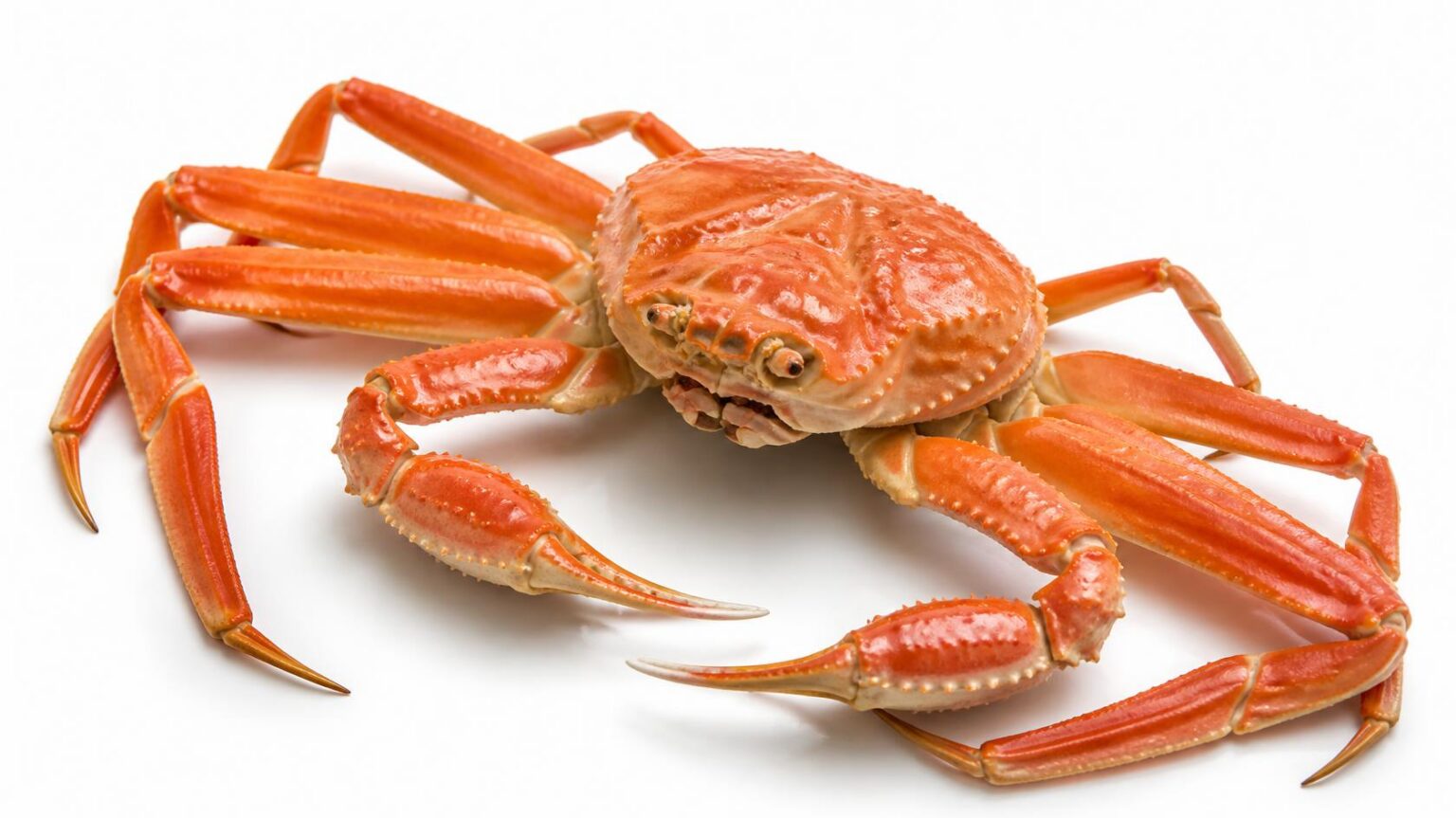 cooked snow crab whole on white background (1)