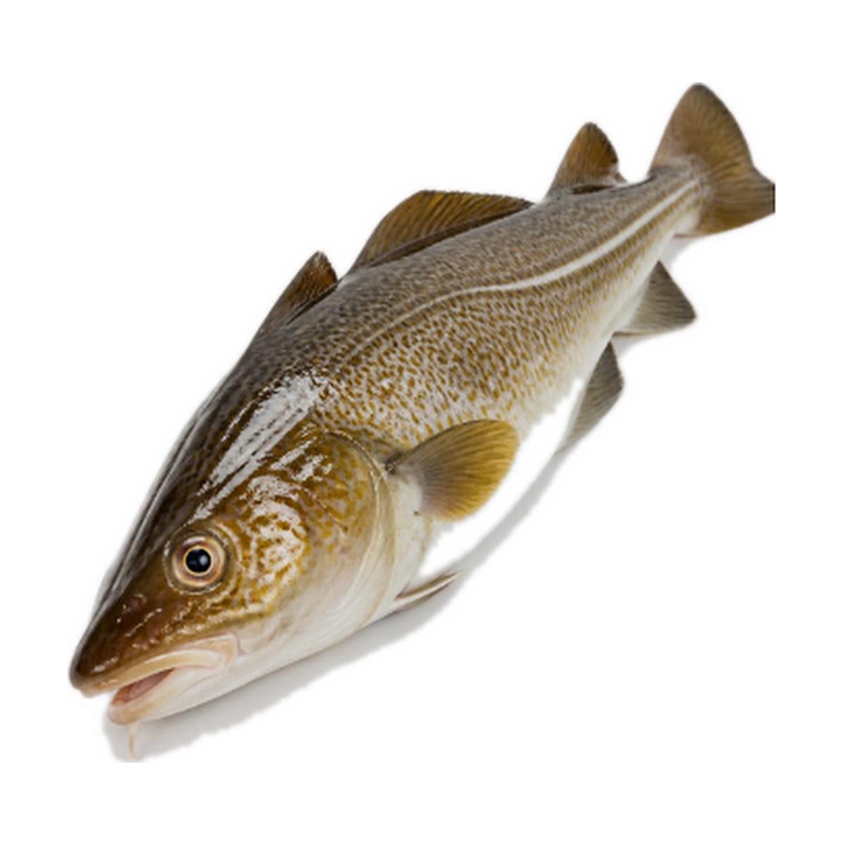 product atlantic cod