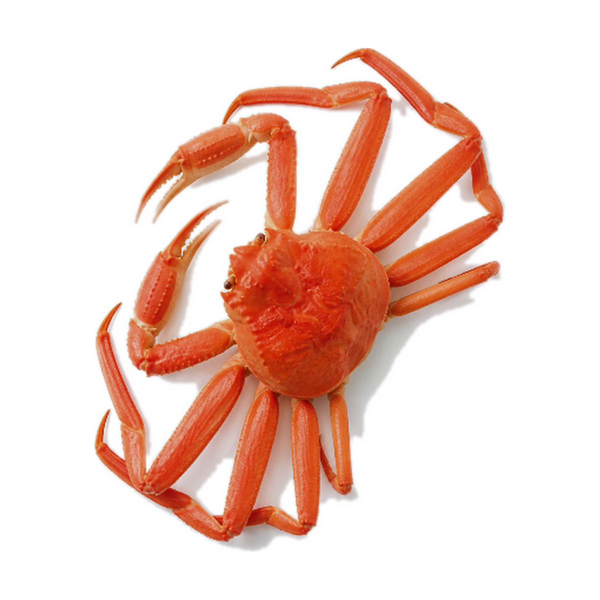 product snow crab