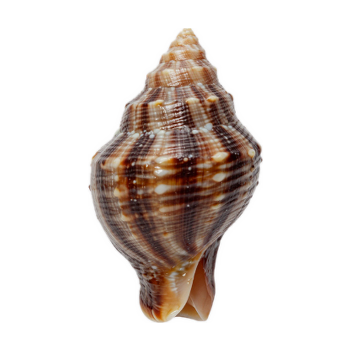product whelk